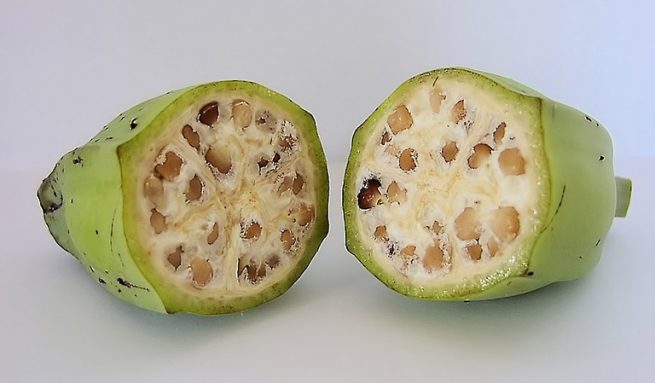 Tìm hiểu cách chữa gout bằng chuối hột và củ ráy