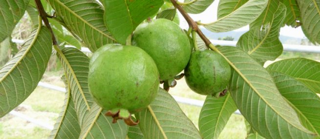 Trong dân gian, lá ổi được dùng để điều trị một số bệnh ngoài da, trong đó có bệnh chàm.