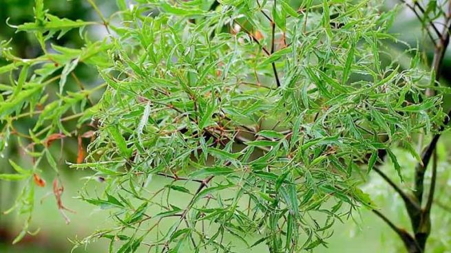 Thông tin về các bài thuốc chữa đau lưng bằng cây đinh lăng