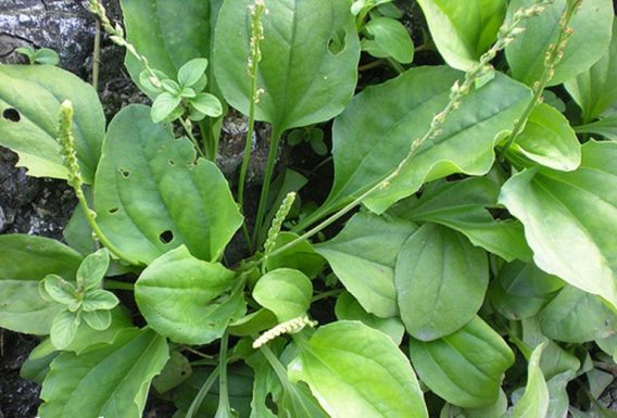 cây mã đề chữa viêm bàng quang