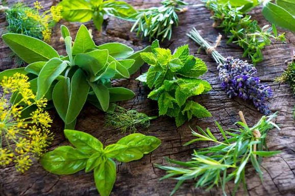 chữa bệnh phụ khoa bằng thuốc nam