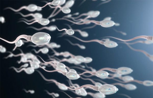 Tinh trùng là gì? Đặc điểm, cấu tạo và thông tin cần biết
