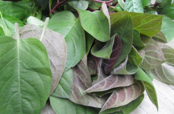 Tác dụng chữa đau dạ dày của lá mơ